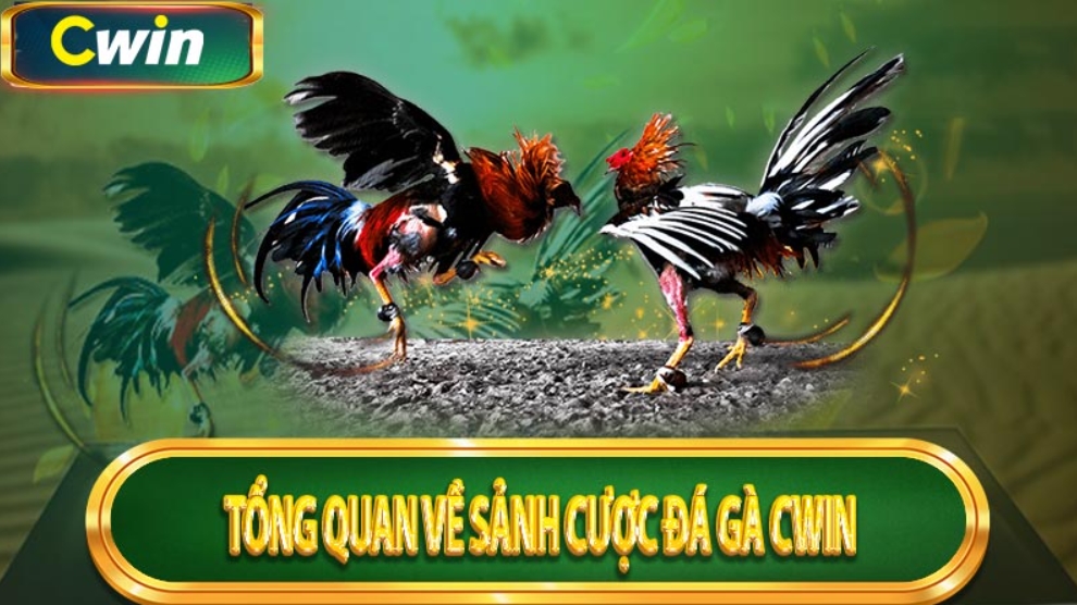 Đánh giá sân chơi đá gà trực tuyến Cwin